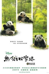 Panda on the Way Home