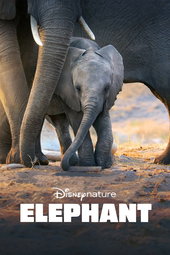 Éléphants