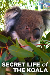 Secret Life of the Koala