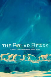 Les ours polaires