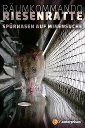 Le rat de Gambie, as du déminage