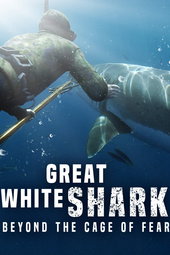 Requins blancs : Le grand malentendu ?