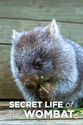La vie secrète du wombat