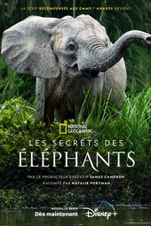 Les secrets des éléphants