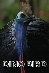 Bertha, l'oiseau dino