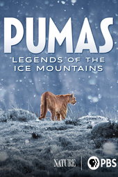 Pumas, les seigneurs des Andes