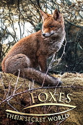 Le Monde Secret Des Renards