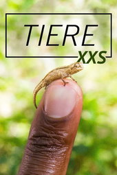 Super Small Animals