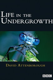 Life in the Undergrowth