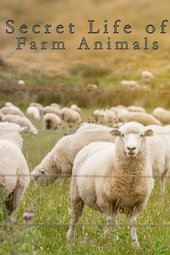 La Vie cachée des animaux de la ferme
