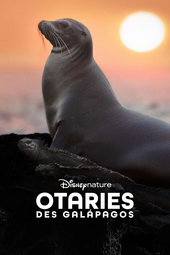 Otaries des Galápagos