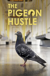 The Pigeon Hustle
