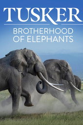 Tusker: Brotherhood of Elephants