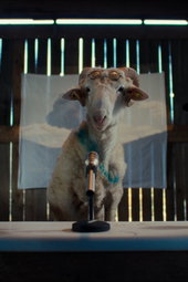 Sheep