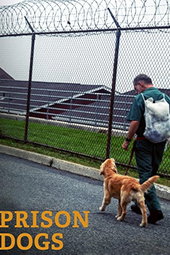 Prison Dogs