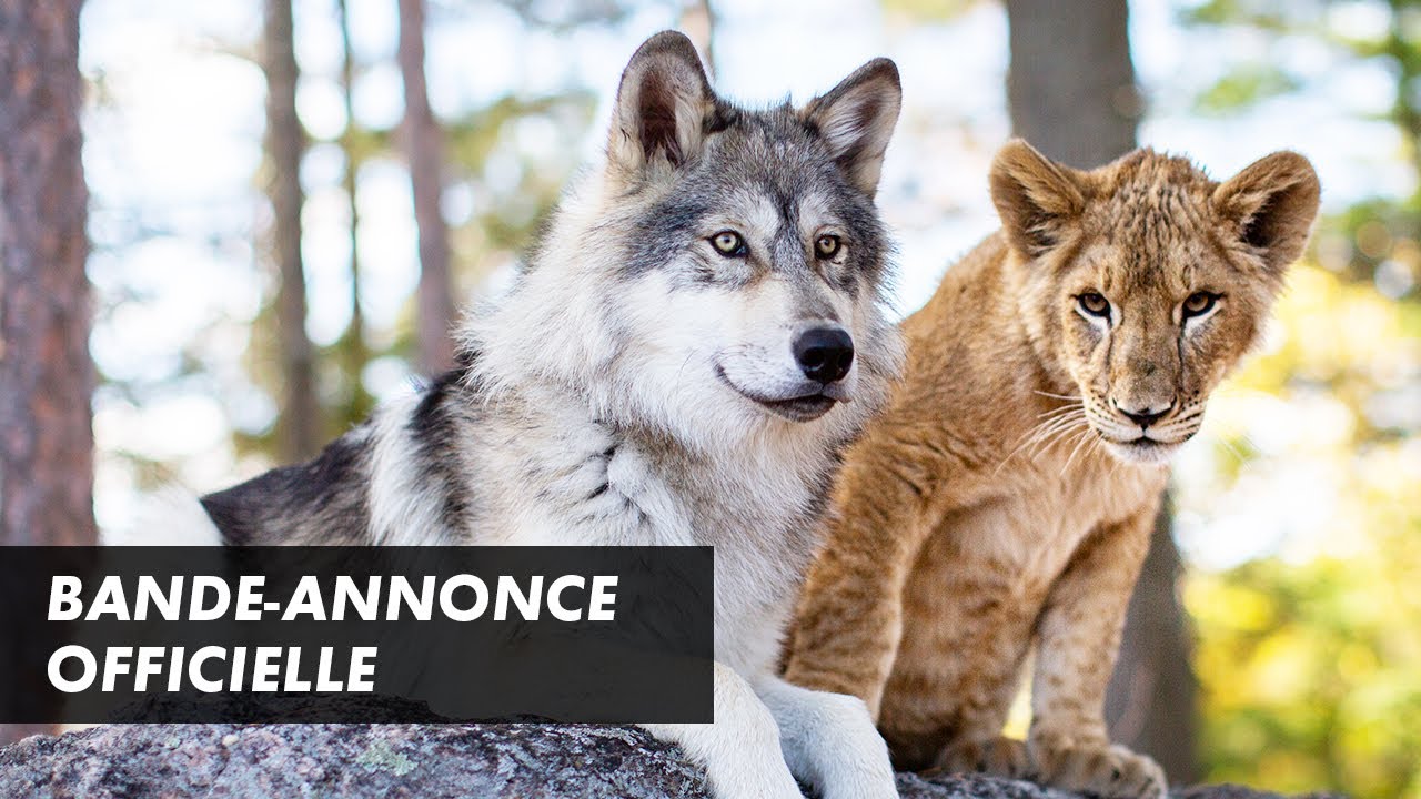 Trailer du film Le Loup et le lion, Le Loup et le lion Bande-annonce VF